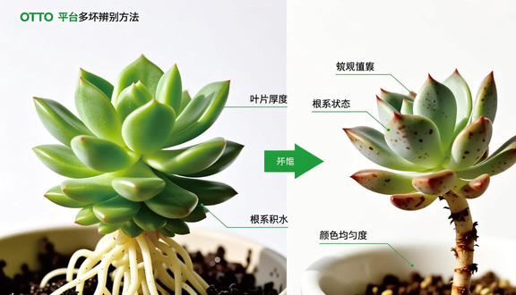 跨境电商